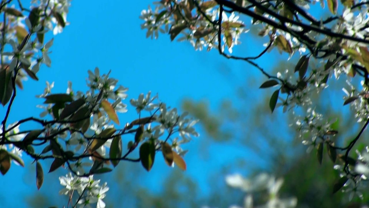 Burgdorfer Frühling