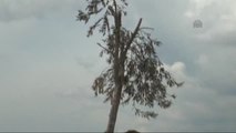 Hızarcıda Beklerken Yeniden Dikilen 800 Yıllık Zeytin Ağacı Filiz Verdi