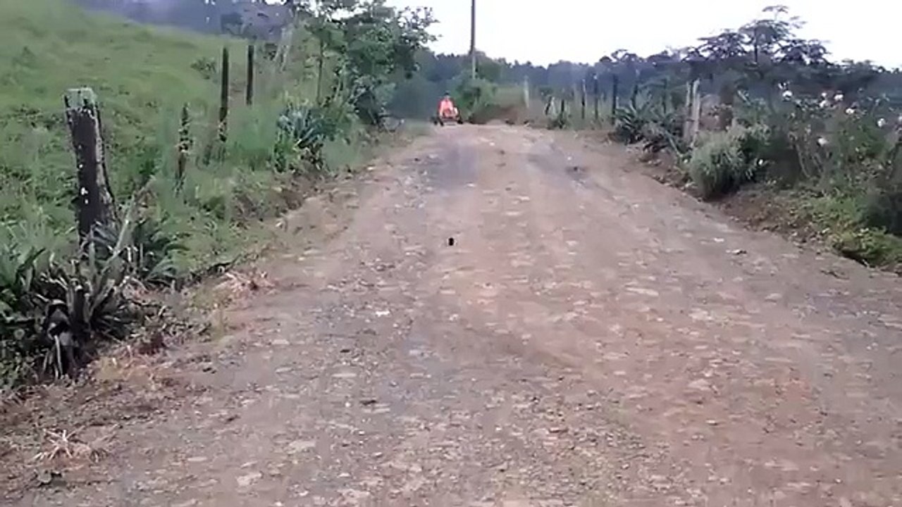 Porcos representam politicos em corrida na Inglaterra