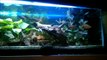 BEST TURTLE TANK SETUP!! FACT!! A tank that's actually suited for turtles!!!