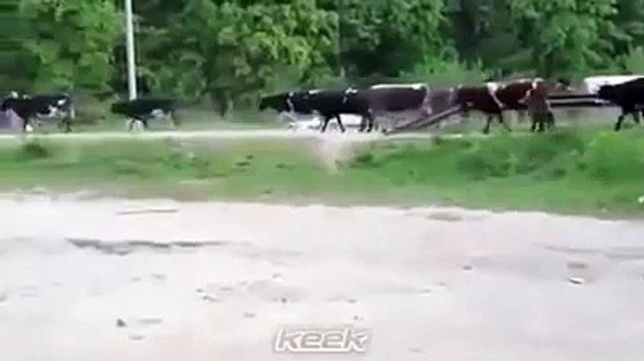 Kamyon Hayvanları ezip geciyor