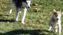 Mishka Plays with Her Husky Puppy Sister Laika Outside!
