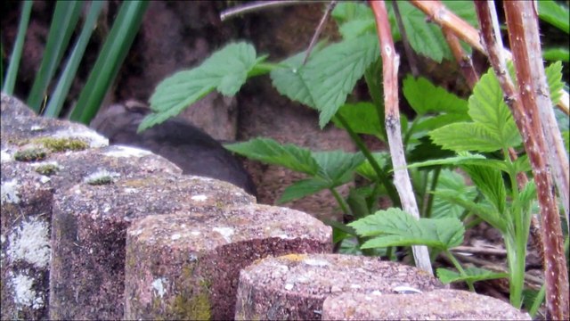 mésange et fleurs de mon jardin