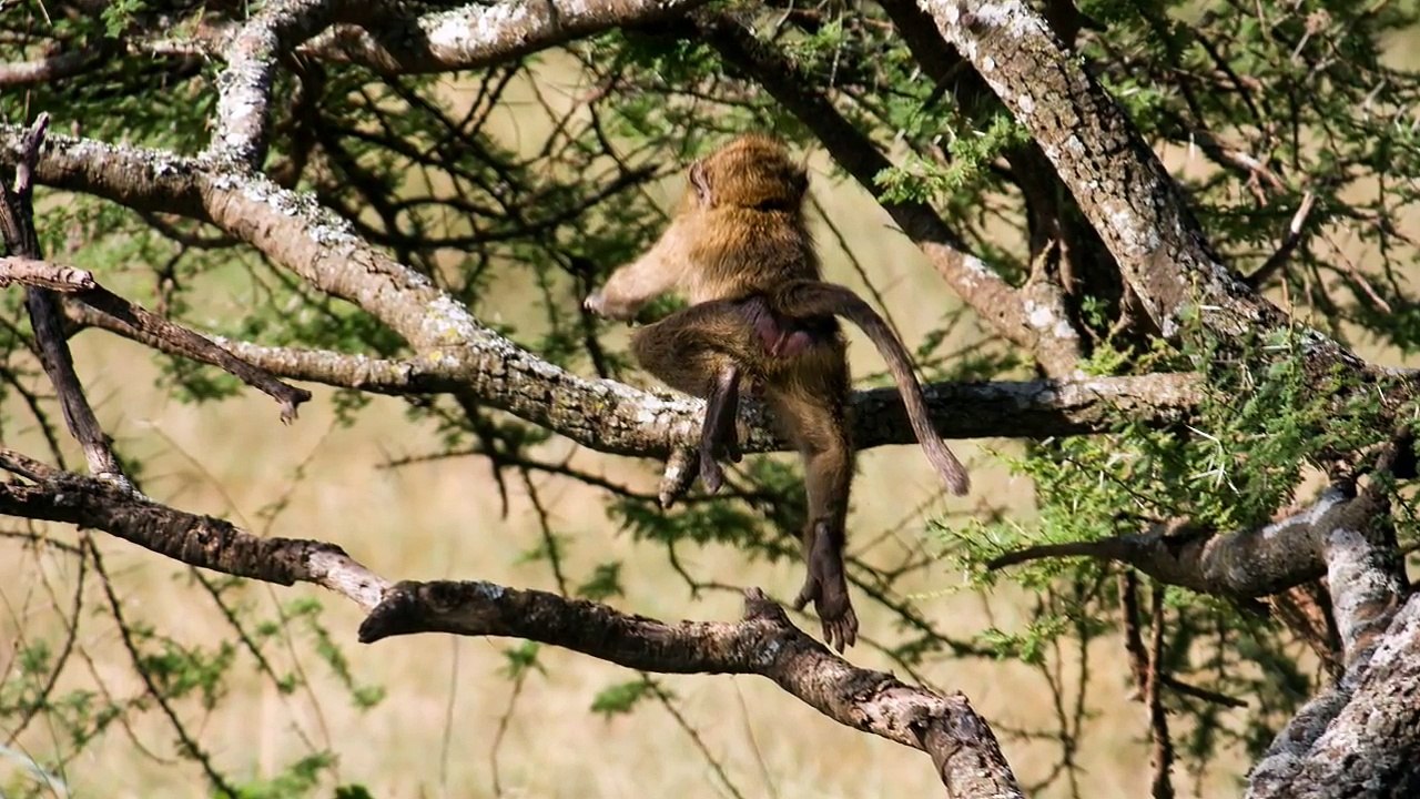 Vangelis Hymne (original version)