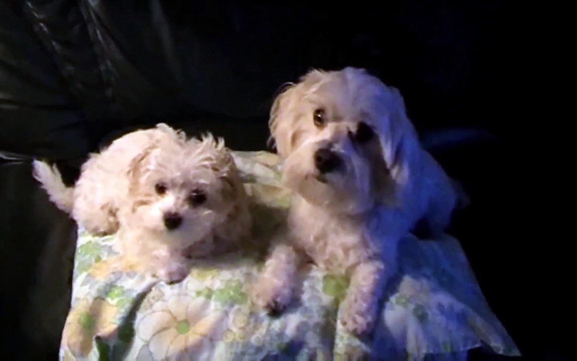 Bichon Maltais - Mes Adorables Petits Bichons.