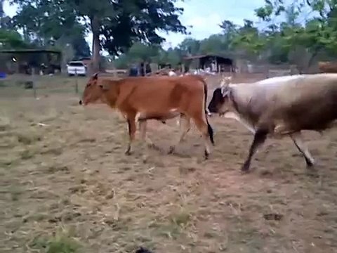 Monta natural de ganado bovino