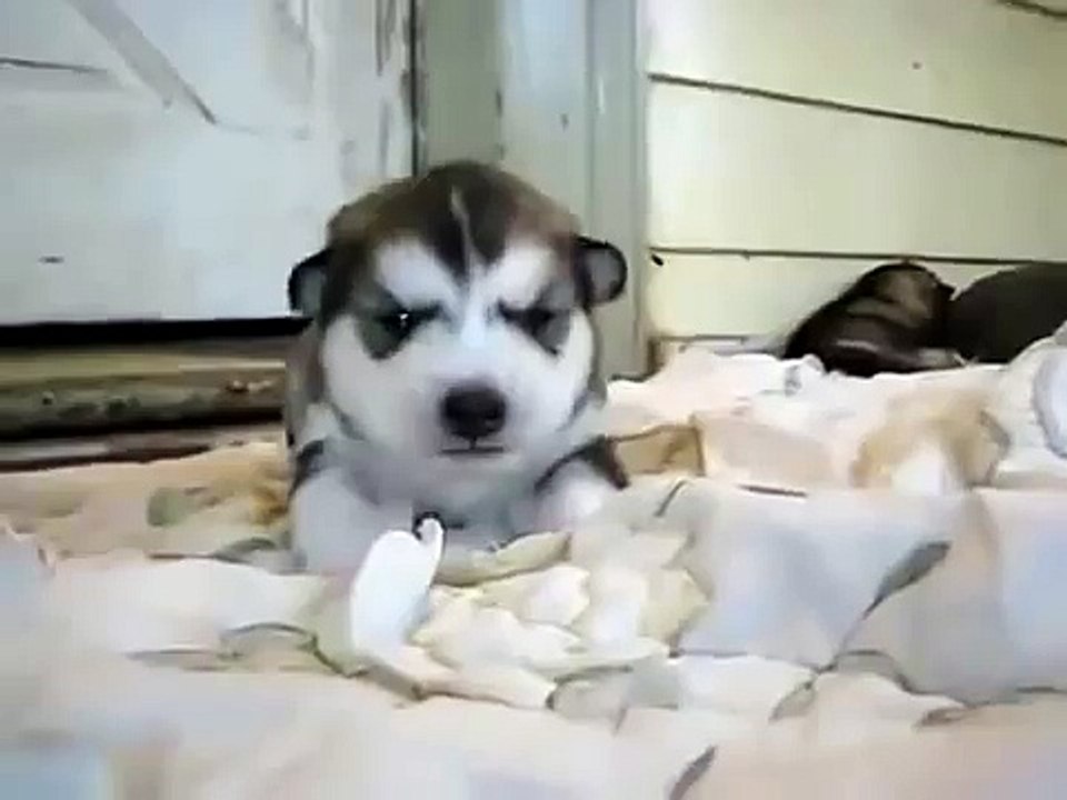 Cutest puppy ever! My heart melted IRL. Husky howling.