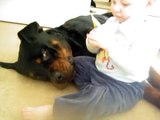 Gibson is gone 1/7-08,R.I.P, Rottweiler&baby the real side of Rottweilers friendlines