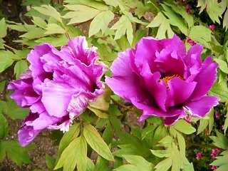 牡丹・月亮代表我的心（テレサ・テン）