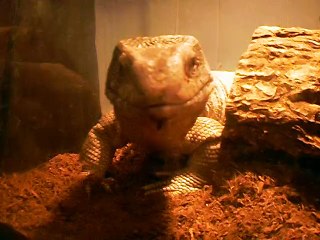 mon varan qui bouge