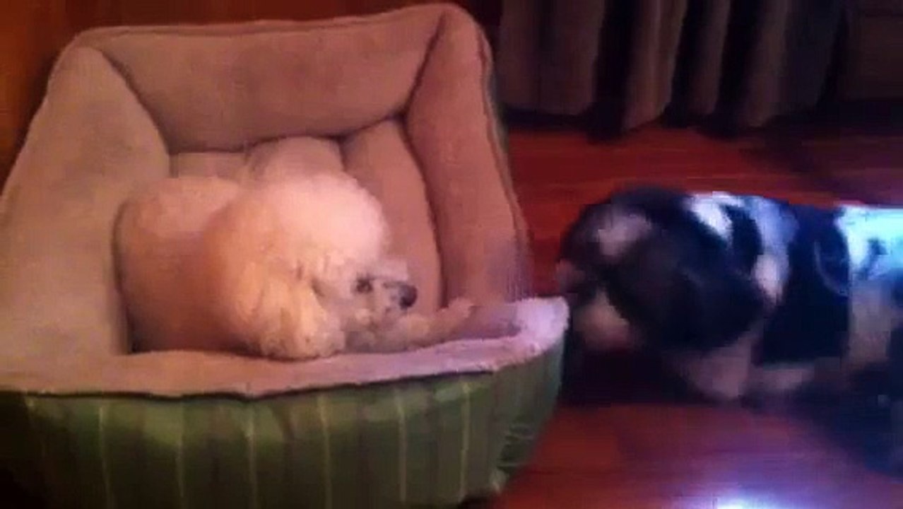 Abigale the Bichon Frise - attack of the googly eyed dog