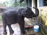 Asha a baby Elephant taking bath from a bucket !