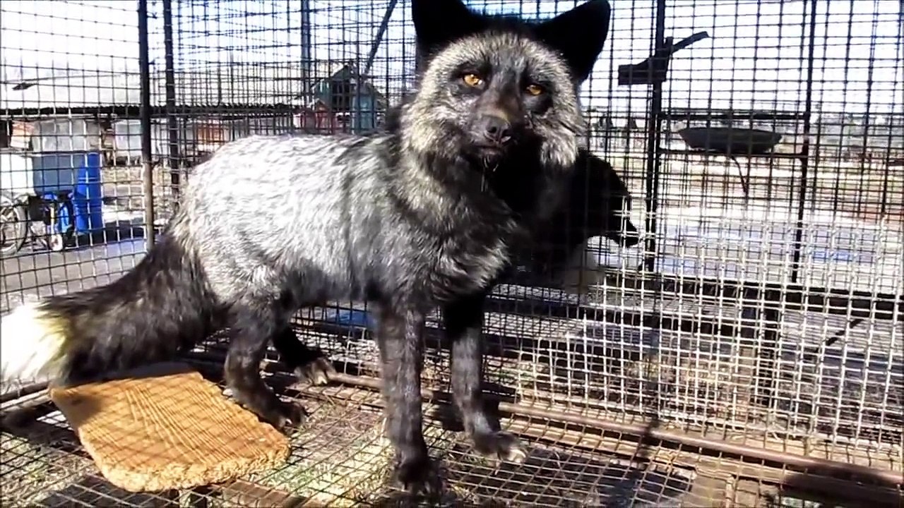 Domesticated Fox Experiment