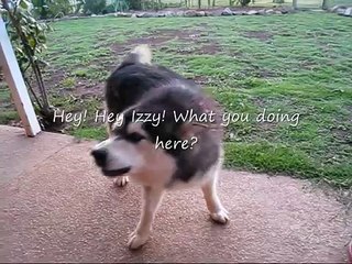 Mastering Malamute Communication: Tips to Understand and Speak Like a Pro 🐾