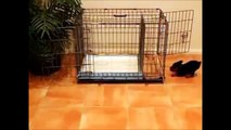 How To Potty Train A Brussels Griffon Puppy - Brussels Griffon Training - Brussels Griffon Puppies