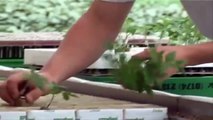 Hydroponics - Greenhouse Tomato Farming
