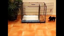 How To Potty Train A Borzoi Puppy - Russian Wolfhound House Training Tips - Borzoi Puppies