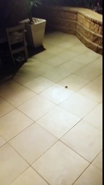 Büyük örümceği sopayla ezince içinden 100lerce örümcek çıkıyor-Big Wolf Spider Squashed then Babies Crawl Out