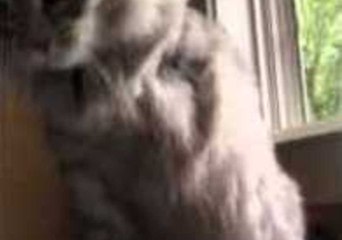 Amputee Cat Tries to Play Using Missing Leg