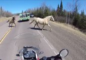 An Unlikely Traffic Stop Captured in the Wilderness