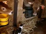 Cow Licks Cat
