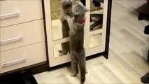Funny cat dance Lambada