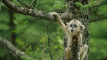 Born in China Official Trailer #1 (2016) - Disneynature Movie HD