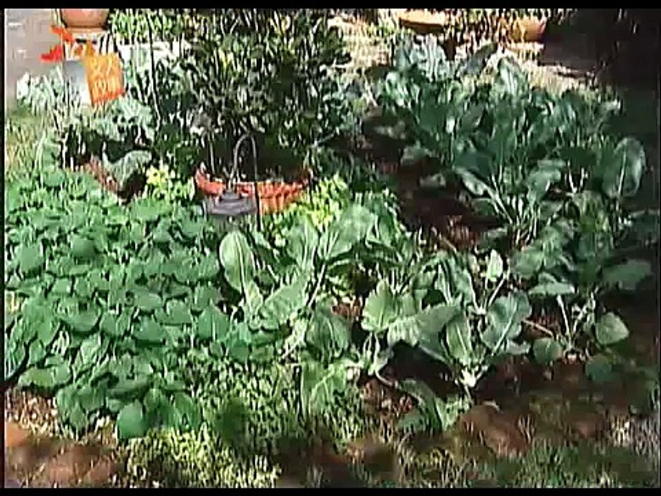「文人政事」園藝生活家董淑芬 自給自足開心農場
