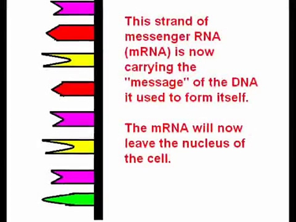 Protein Synthesis