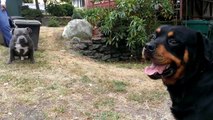 PIT BULL FACES OFF WITH ROTTWEILER!!!