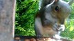Squirrel up close: cute squirrel eating peanuts right in front of the camera