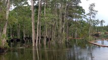 'Buraco negro' em lago dos EUA, suga várias árvores em segundos!