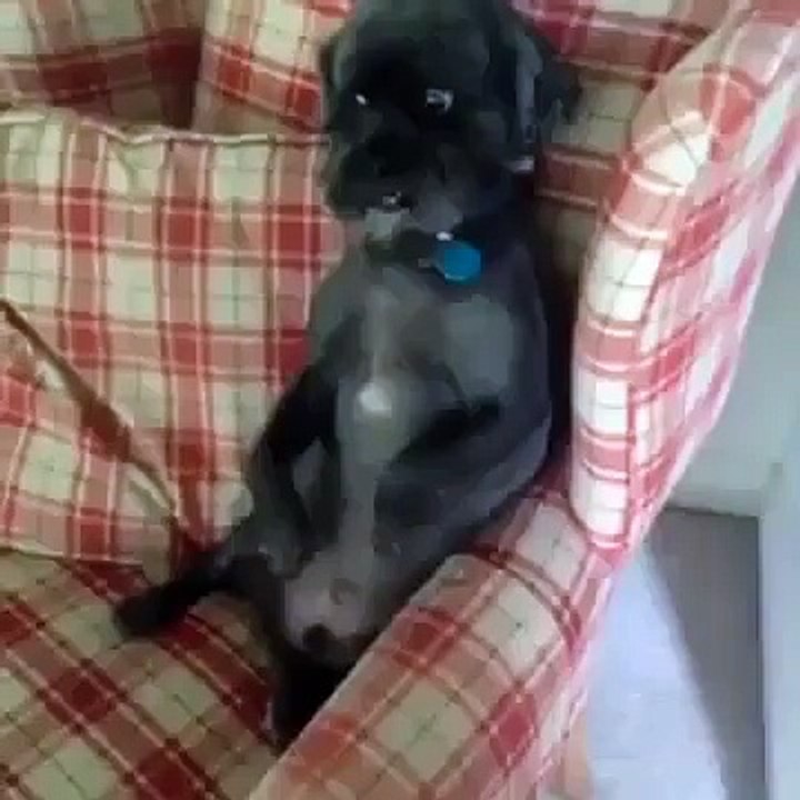 Most  Funny Animal Compilation