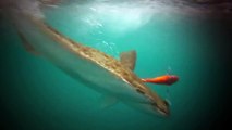 Halibut Attacking Underwater