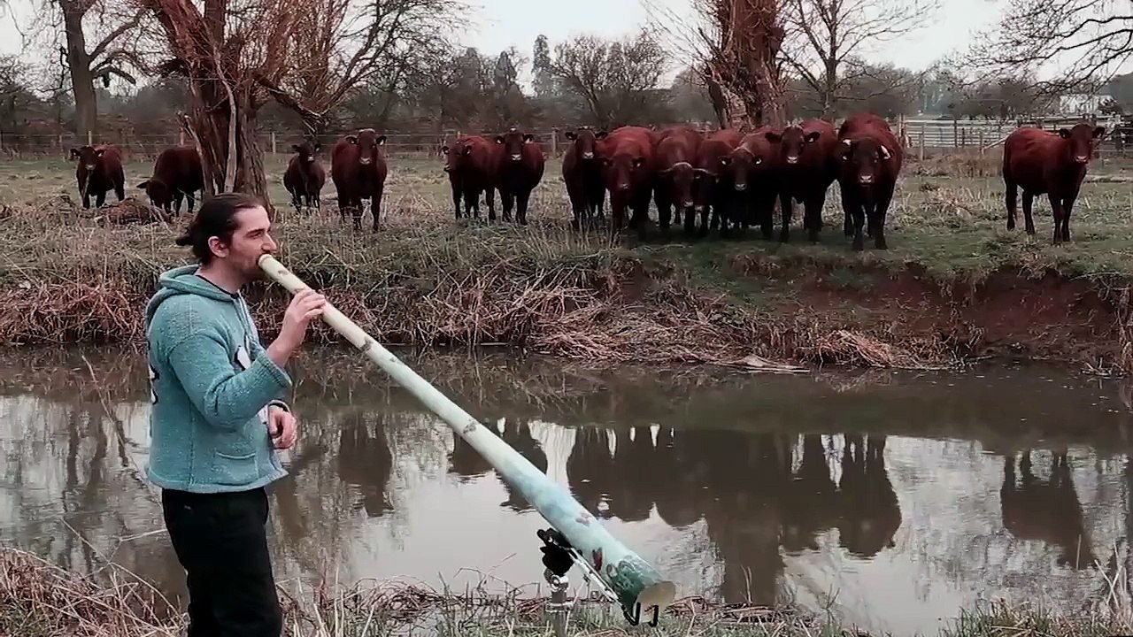Attirer des vaches en jouant du Didgeridoo