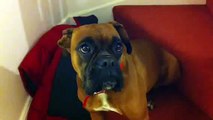 Whining boxer dog wants to go for walk