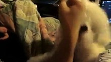 Bichon Frise Bebe half awake biting bottle