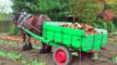 Belgian Draft Horses-beet harvest with respect for the environment-Berlaar-Belgium