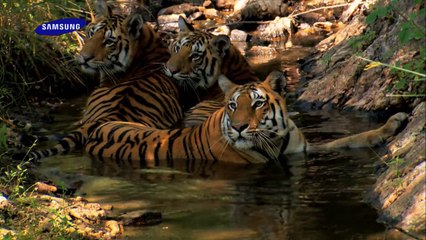 animal test blue ray video hd 1080p