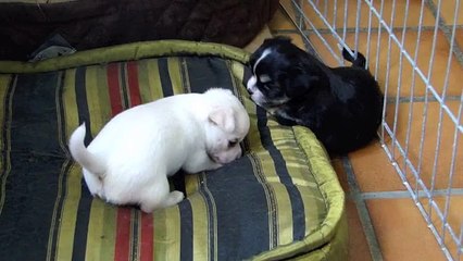 Chiots Isa 2015 - 4 semaines