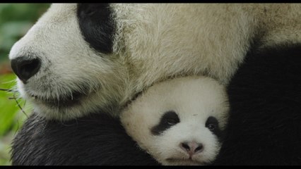 Stunning Disney Nature Documentary 'Born In China' Trailer