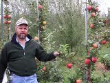 UMass Fruit Advisor: Planting apple trees