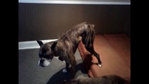 Dog Hip Dysplasia Recovery. Tyson a 9 year old Boxer runs again