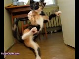 Karate Cats! @ financial Funny Animal Videos   Funny Pet Videos, Funny Cat Videos, Cute Pets