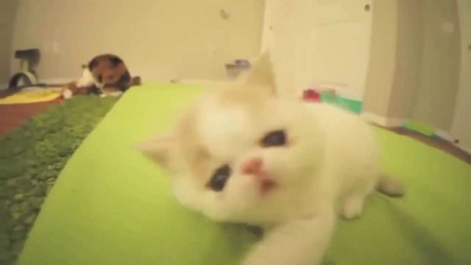 ⁣Funny Cats,Funny Dogs,Funny Pets videos 23