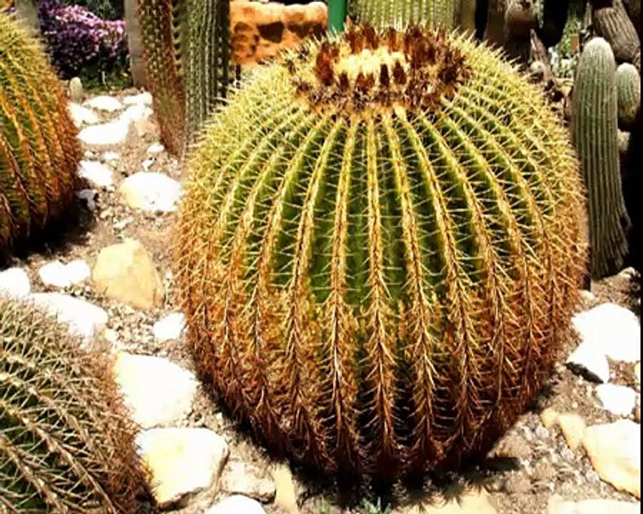 piante grasse