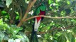 Quetzal Birds building a nest, Monteverde, Costa Rica