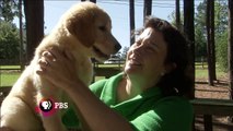 Through a Dog's Eyes -- coming to PBS April 21 | Extended Preview | PBS