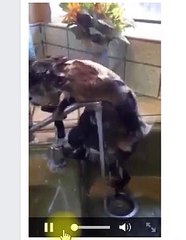 Ce singe a battu le record du monde des primates.