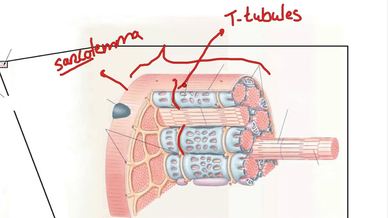 042 How Calcium ion release results in Muscle Contraction